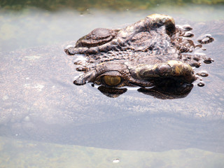 Crocodiles close up in Thailand