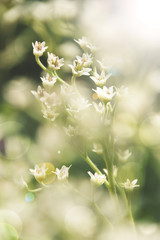 branch of white wild flowers in sun light