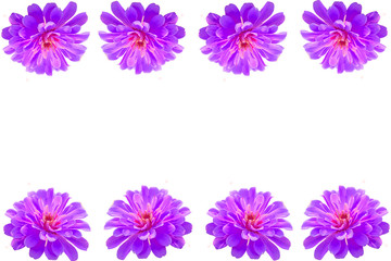 Fototapeta na wymiar Purple Gerbera flower on white frame