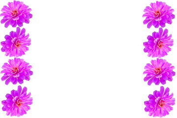 Purple Gerbera flower on white frame