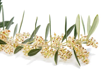 Crédence de cuisine en verre imprimé Olivier Closeup of blooming olive twig