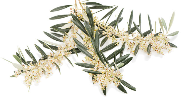 Blossom of olive