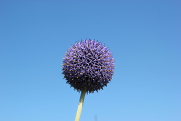 Eine einzelne kugelförmige Blüte einer Kugeldistel