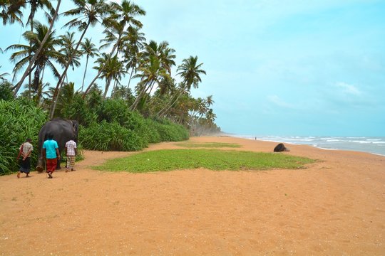 éléphant sri lanka plage