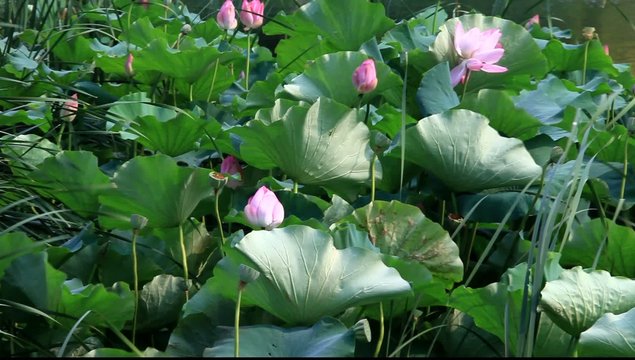 Lotus