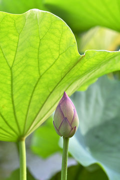 蓮花　蕾