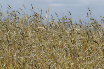 Summer wheat field in mountain
