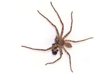 spider