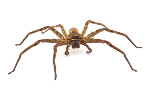 spider