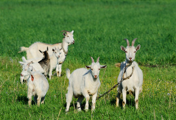 Obraz na płótnie Canvas Goat family in a green field