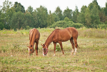 Obraz na płótnie Canvas two brown horses grazing in a field