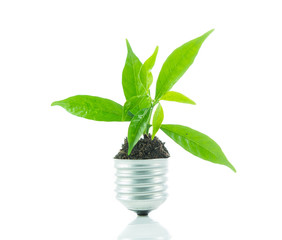 Fototapeta na wymiar Green plant new life on lamp out of a bulb, green energy concept