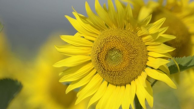 Sunflower blown by the wind