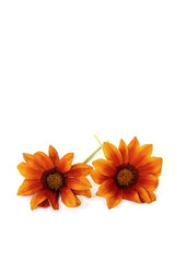 zweimal orange-braune Mittagsgold