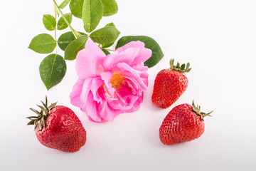 Strawberries and rose flower