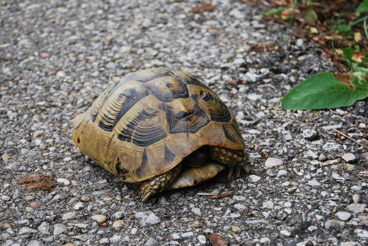 Lurking tortoise on the road