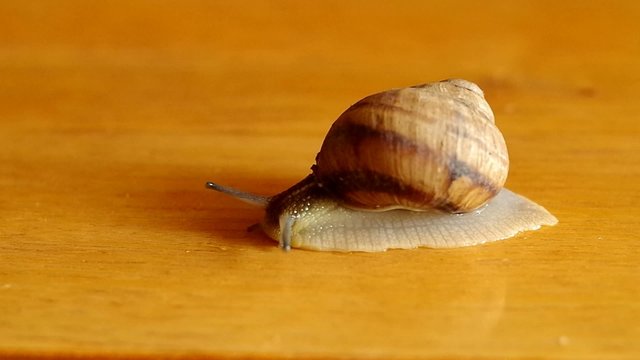 Snail on table close-up