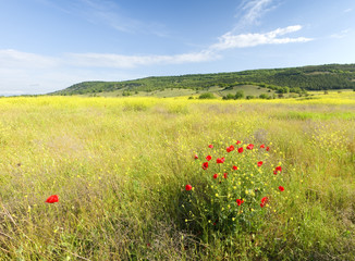 Spring morning in meadow of flowers.