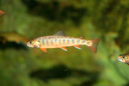 Dolly varden (Salvelinus malma malma) in Japan　