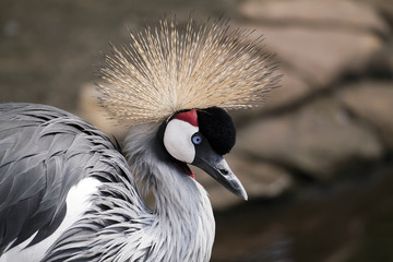 Funny bird - African crowned crane portrait © Reddogs