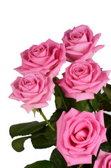 The pink rose on white background