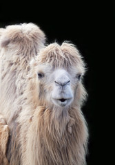 Funny camel portrait