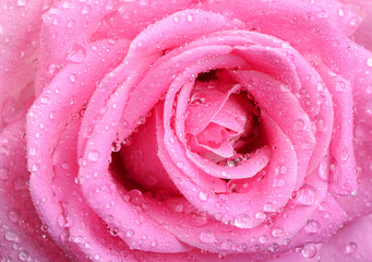 Beautiful pink rose with water drops