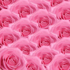 Pink rose  as a background