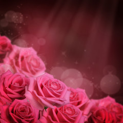 Pink rose  as a background