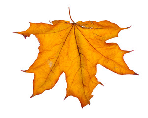 Autumn maple branch with leaves isolated on a white background