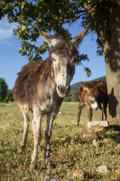 donkeys at nature