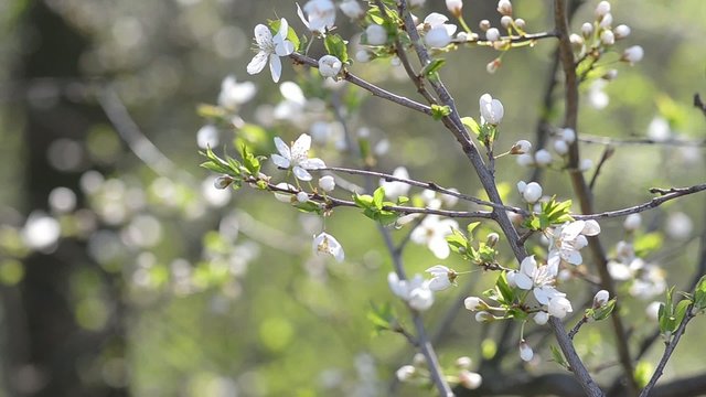 White blooming tree branch against a background
