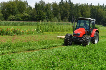 Fototapeta premium Organic farmer in tractor mowing clover field with rotary cutter