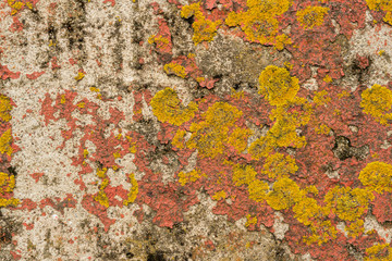 Peeling paint on concrete and lichen on the side of a building