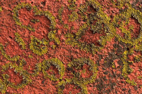 Paint on concrete and lichen on the side of a building
