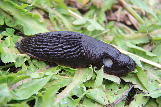 Limace noire