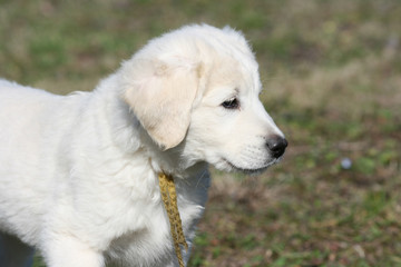 Nice puppy of Slovakian chuvach standing in the grass