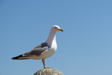 Fototapeta premium Portugal - Porto - Vila Nova de Gaia - Goéland