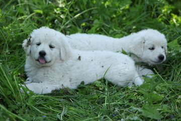 Amazing white puppies of Slovakian chuvach lying in the grass