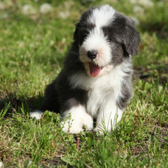 Beautiful bearded collie