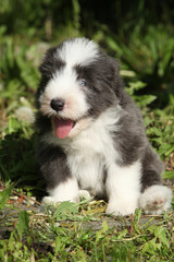 Beautiful bearded collie