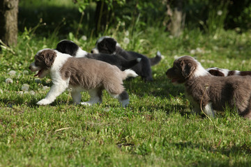 Amazing puppies of Bearded Collie