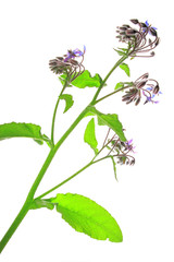 Borretsch (Borago officinalis)