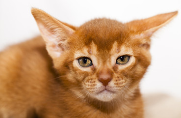   photographed by a close up a little Abyssinian kitten