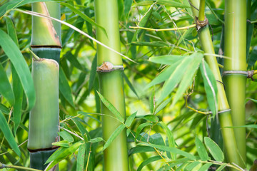 Fototapeta premium bambus