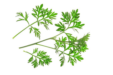 Wermut (Artemisia absinthium) - obrazy, fototapety, plakaty
