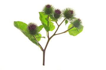 Große Klette (Arctium lappa)