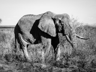 Old elephant in black and white