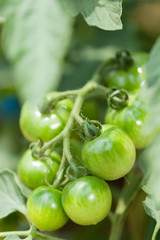 ミニトマトの栽培