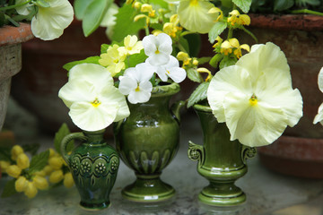 Drei kleine Vasen mit Stiefmütterchen